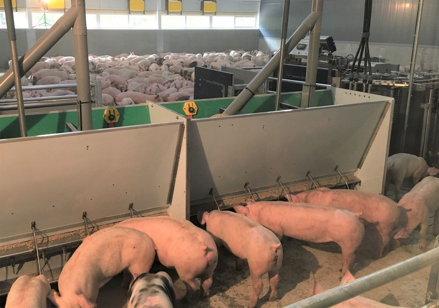 A good pig trough saves a huge amount of money